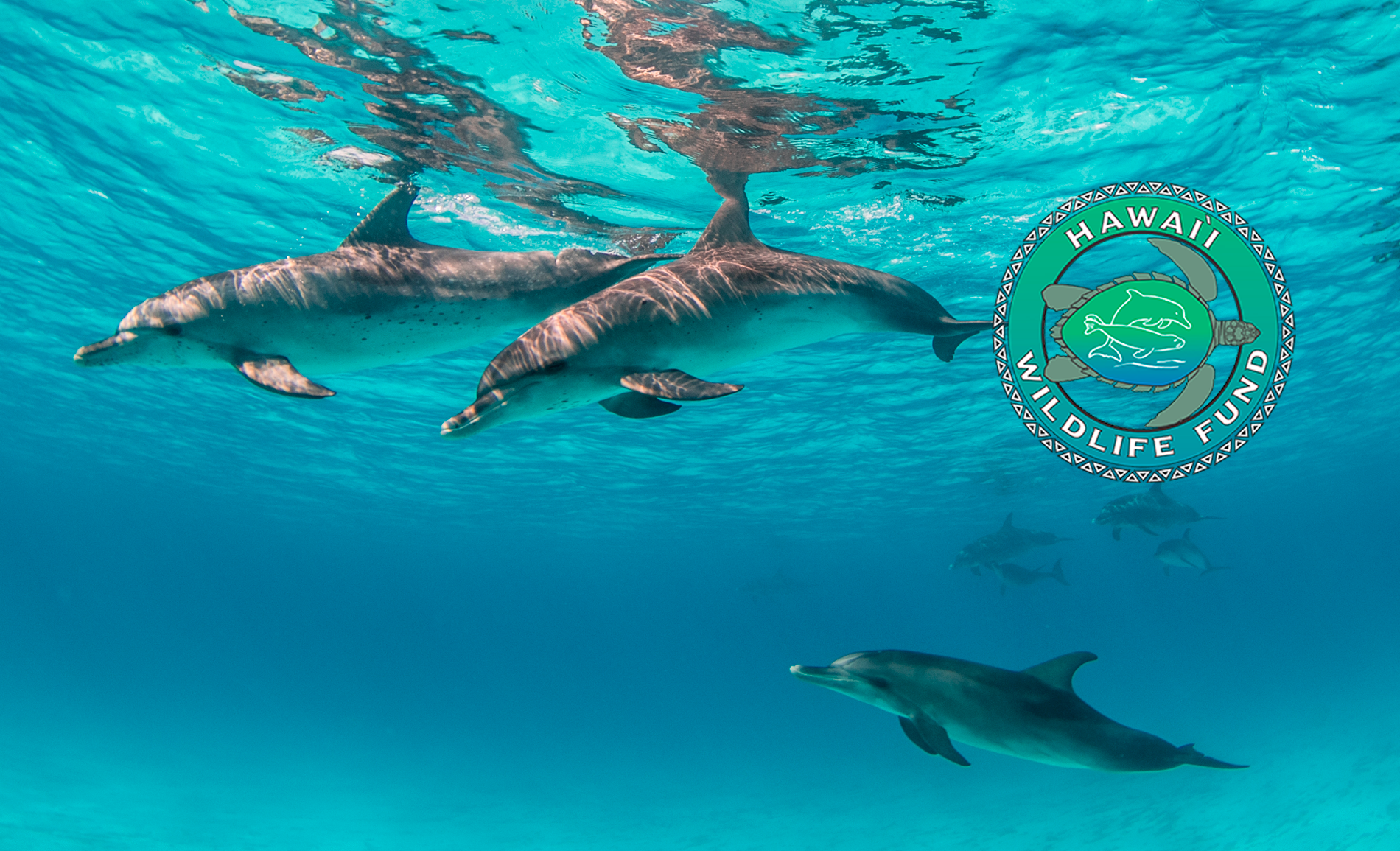 Hawaii Wildlife Fund