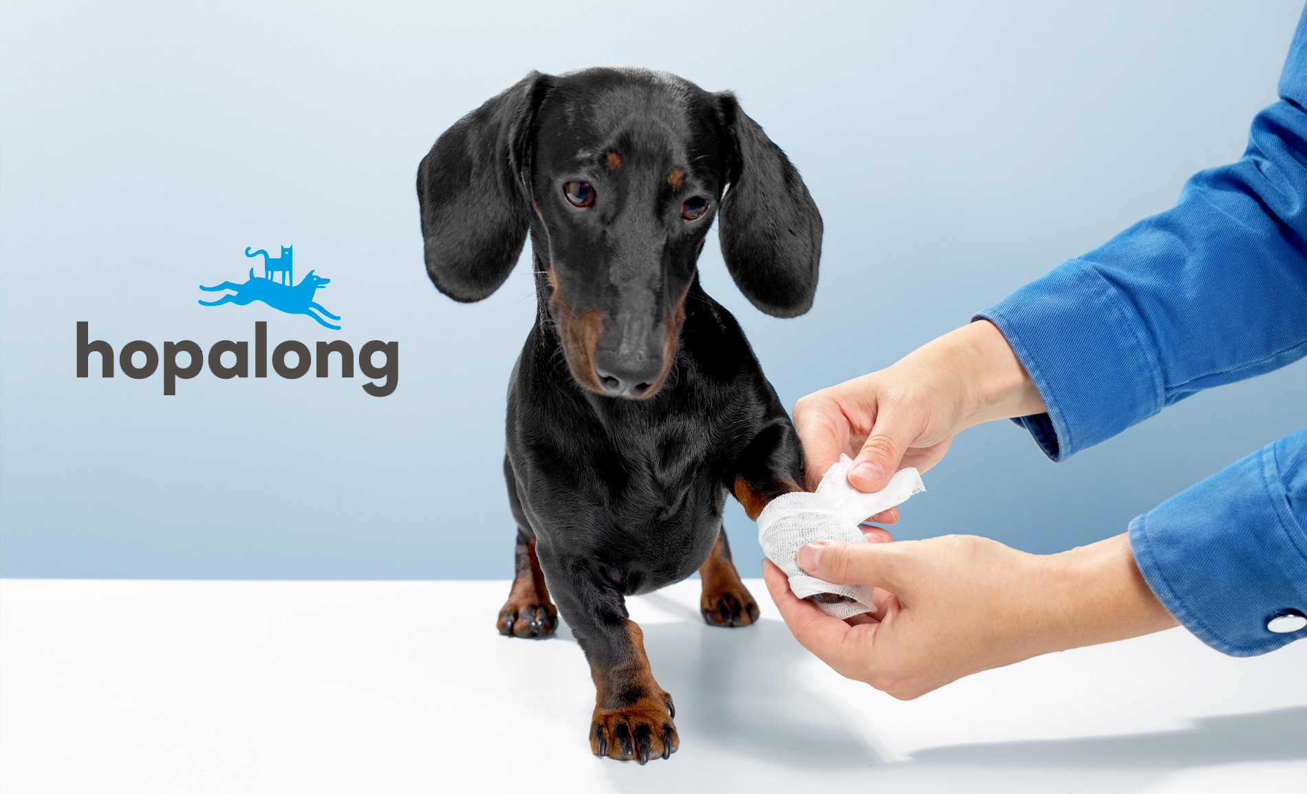 Kincade California Wildfires: Hopalong Animal Resuce