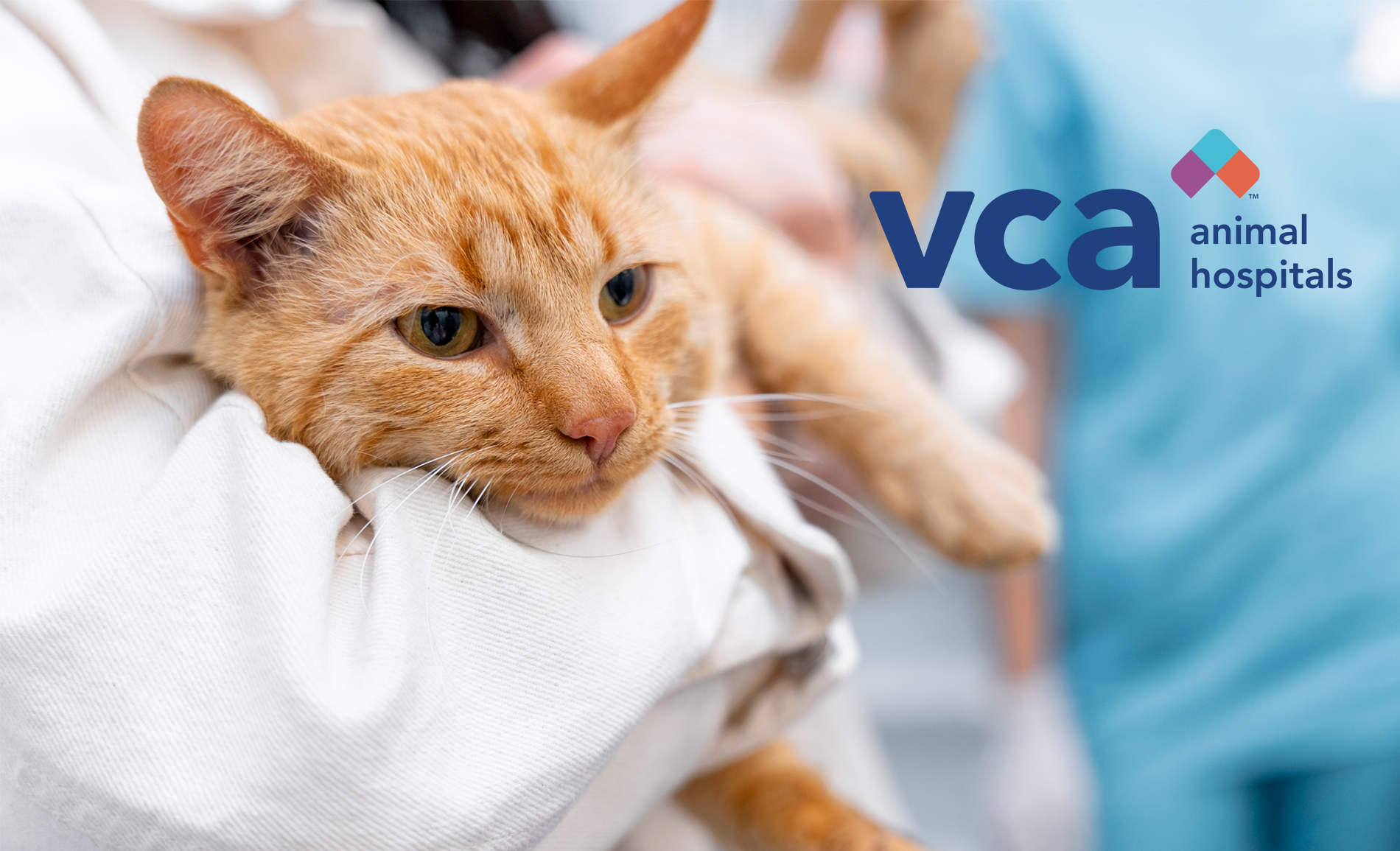 Kincade California Wildfires: VCA Animal Hospitals