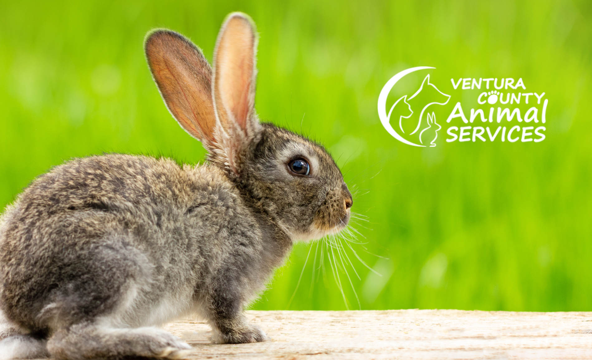 Woolsey California Wildfires