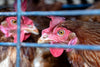 Avian Flu Epidemic