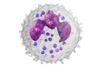 Oxidative Modification of von Willebrand Factor by Neutrophil Oxidants Inhibits its Cleavage by ADAMTS13