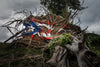 Hurricane Irma & Maria Relief